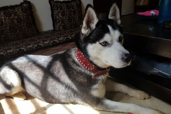 husky